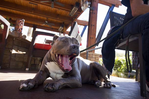 Big Mac, a four-year-old, Bull Mastiff mix, yawns at the Lazy Dog Restaurant & Bar's Dog Friendly Patio in Downtown Summerlin Sunday, Feb. 7, 2016. The Clark County Health District has started providing waivers to restaurants that want to create dog-friendly patios as long as the restaurants meet certain requirements.