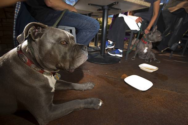 Big Mac, left, a four-year-old, Bull Mastiff mix, and Bluie, a two-year-old French bulldog, wait as their owners have lunch at the Lazy Dog Restaurant & Bar's Dog Friendly Patio in Downtown Summerlin Sunday, Feb. 7, 2016. The Clark County Health District has started providing waivers to restaurants that want to create dog-friendly patios as long as the restaurants meet certain requirements.
