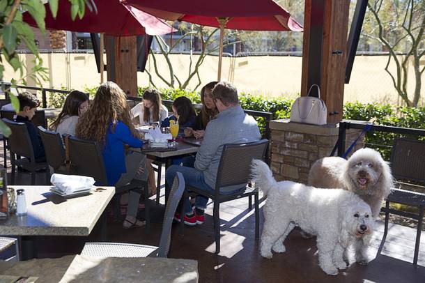 A pair of Goldendoodles, 7-year-old Cody, left, and Tettley, 2, wait as their owners have lunch at the Lazy Dog Restaurant in Downtown Summerlin Sunday, Feb. 7, 2016. 