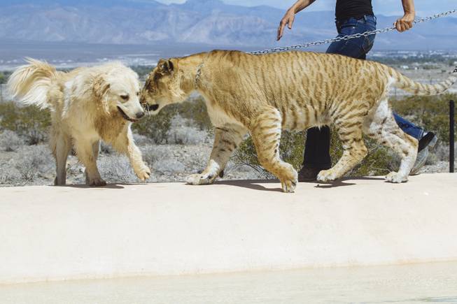 Zuzana Kukol and Scott Shoemaker, founders of Rexano, Responsible Exotic Animal Ownership give us a tour of their animals and property in Pahrump Nevada on July 17, 2015.