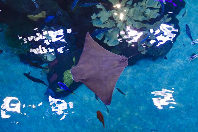 A stingray at the Silverton Aquarium in Las Vegas, NV on July 21, 2015.