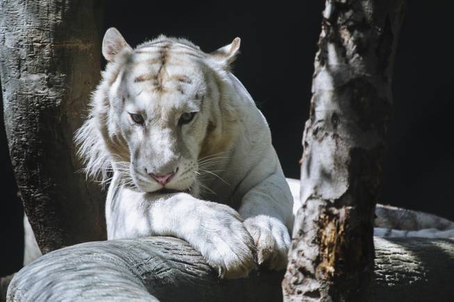 Stripe White tiger named Akasha at Siegfried & Roy's Secret Garden and Dolphin Habitat on July 22, 2015.