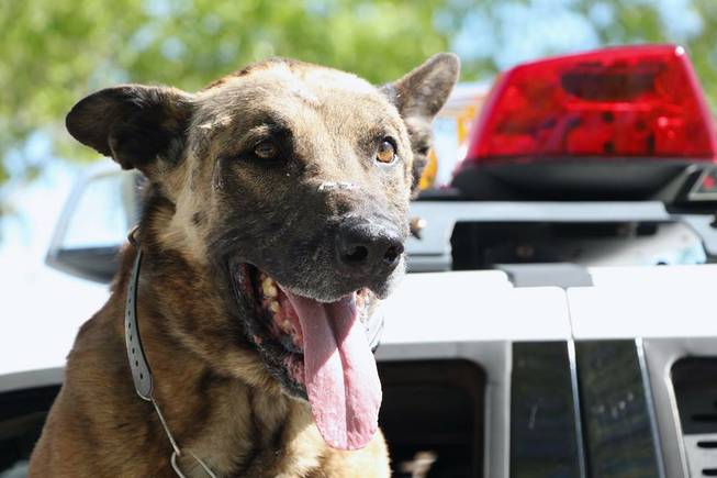 Nicky, a Metro Police dog, was killed Thursday, March 31, 2016, during an officer-involved shooting. The same K-9 was stabbed multiple times the previous month after police responded to a disturbance call.