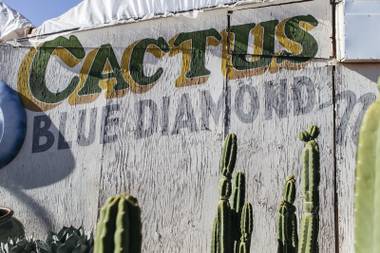 Cactus Joe’s Blue Diamond Nursery on April 18, 2016.
