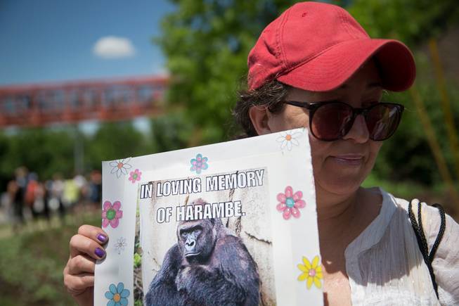 Alesia Buttrey, of Cincinnati, holds a sign with a picture of the gorilla Harambe during a vigil in his honor Monday, May 30, 2016, outside the Cincinnati Zoo & Botanical Garden in Cincinnati. Harambe was killed Saturday at the Cincinnati Zoo after a 4-year-old boy slipped into an exhibit and a special zoo response team concluded his life was in danger.