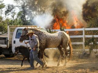 Jimmy Romo, 73, leads the horses leaving his ranch as a wildfire is burning in Azusa, Calif., Monday, June 20, 2016. New wildfires erupted Monday near Los Angeles and chased people from their suburban homes as an intense heatwave stretching from the West Coast to New Mexico blistered the region. 