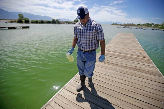 Jason Garrett, water quality bureau director at the Utah County Health Department, carries a water sample Wednesday, July 20, 2016, at Utah Lake near American Fork, Utah. A huge toxic algal bloom in Utah has closed one of the largest freshwater lakes west of the Mississippi River, sickening more than 100 people and leaving farmers scrambling for clean water. The bacteria commonly known as blue-green algae has spread rapidly to cover almost all of 150-square-mile Utah Lake, turning the water a bright, anti-freeze green and leaving scummy foam along the shore.