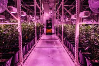 The cultivation room at The Grove, a medical marijuana business in Las Vegas, glows purple under LED lamps, Tuesday, Aug. 16, 2016.