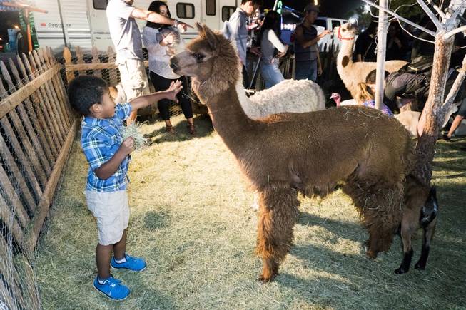 A little boy tries to feed a llama at the petting park during the 37th Annual San Gennaro Feast Festival at Craig Ranch Park in North Las Vegas, Friday, Sept. 16, 2016.