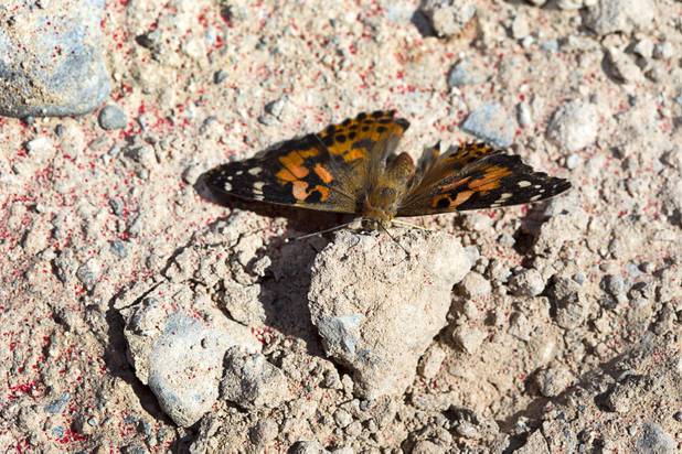 A Painted Lady butterfly rests on a clump of dirt during a groundbreaking ceremony for a luxury apartment complex on Spring Mountain Road near Chinatown Monday, Sept. 26, 2016. A butterfly release was part of the groundbreaking. The 295-unit complex is being developed by the Fore Property Company in partnership with Argosy Real Estate Partners. 