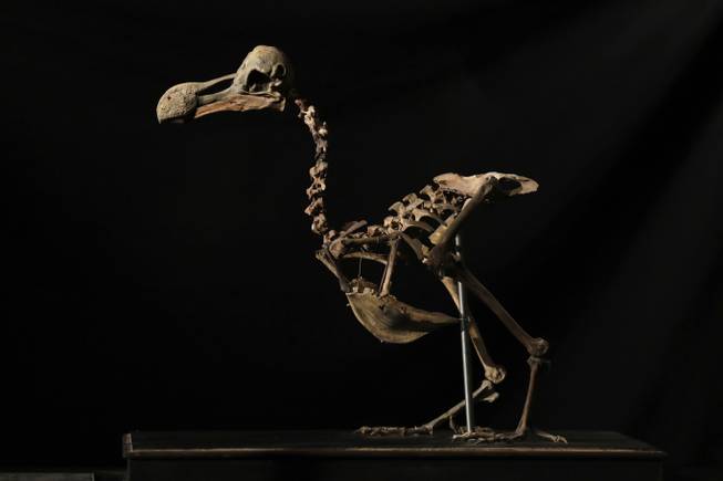  Dodo skeleton