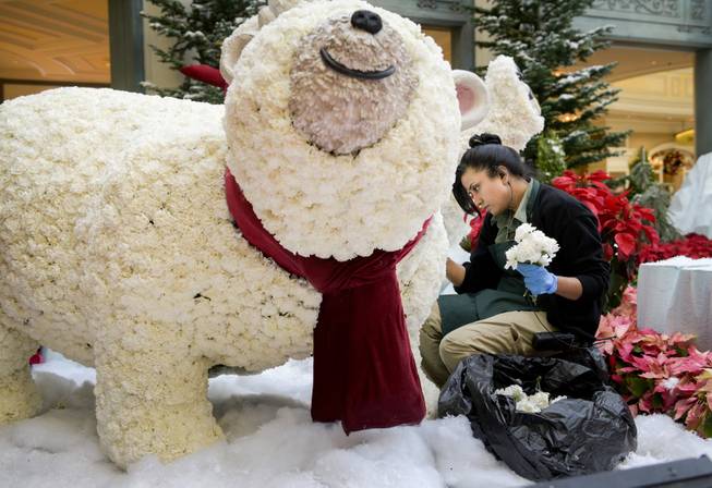 Bellagio horticulture worker Sharon Jodhan adds white carnations to a polar bear in the annual holiday display at the Bellagio Conservatory and Botanical Gardens in Las Vegas on Monday, Dec. 5, 2016. The Bellagio horticulture staff has assembled this year's display with 34,000 flowers, 750 plants and shrubs, and 25 trees to transform the 14,000-square-foot floral playground into a showcase of the distinctive sights and colors of the season.