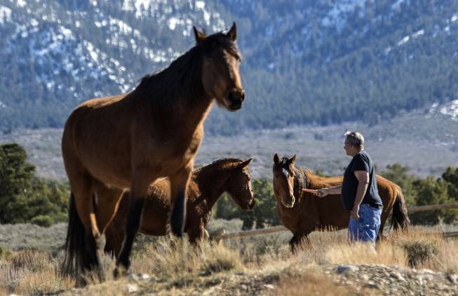 Though it's not advised to feed wild or feral horses some are still doing just that about the Spring Mountains area near Cold Creek on Tuesday, March 14, 2017.  The violation can come first with a warning and even fines, the practice can encourage the animals to locate near populated areas and roadways.