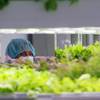 A worker looks over trays of microgreens and herbs in a grow room at Oasis Biotech, a new indoor vertical farming facility, Wednesday, July 18, 2018.