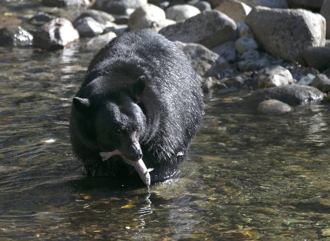 Lake Tahoe Black Bear