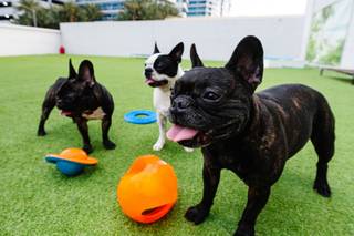 Dogs play in the backyard area at Pawsh Palace, a luxury dog day care near the Strip, Tuesday, March 5, 2019.