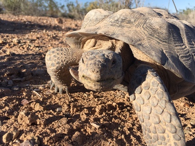 Mojave Max, Southern Nevada’s desert tortoise and weather prognosticator, came out of his burrow at 3:09 p.m. today to bring the unofficial start of spring in the Las Vegas area.