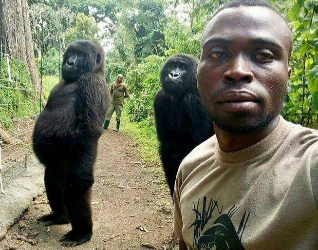 Congo Gorilla Selfie