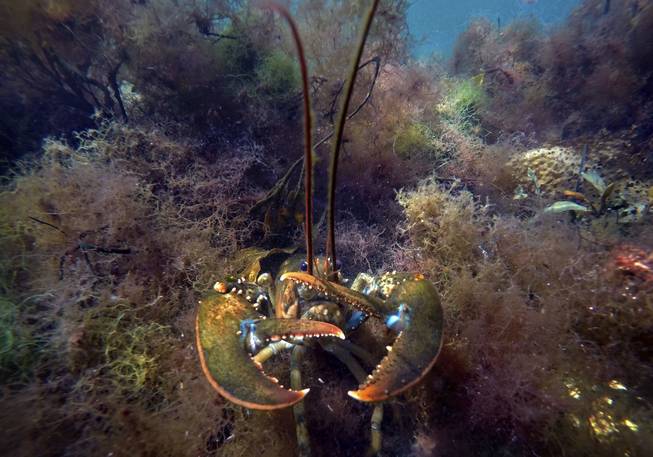 Marine Life Lobster