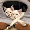 Two of the 43 cats impounded recently from a home in Boulder City relax at the Boulder City Animal Shelter.