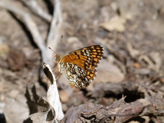 Acastus Checkerspot butterfly 