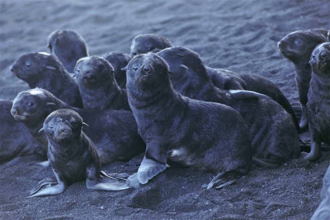 Fur Seals Volcanic Islands