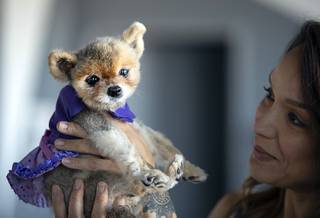 Mayte Garcia of Mayte's rescue holds Jojo, a 14-year-old Pomeranian, in the lobby of Boogie Time Las Vegas, a doggie daycare, boarding and grooming business, Wednesday, May 13, 2020.  Garcia adopted the special-needs dog from a rescue in Tampa, Fla.