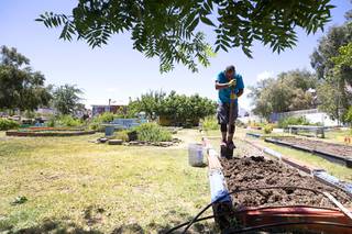 Gardener David McClenton II prepares a plot for planting at the Las Vegas Roots Community Garden Tuesday, May 19, 2020.