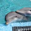 Dolphins play before a training session in Siegfried & Roy's Secret Garden and Dolphin Habitat during the reopening of the Mirage Thursday, Aug. 27, 2020.