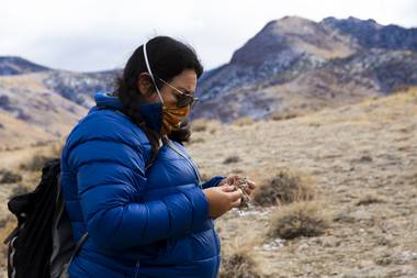 Botanist Naomi Fraga examines a Tiehm’s buckwheat plant at Silver Peak Range in Esmeralda County, Monday, Dec. 14, 2020.