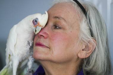 Parrots are Madeleine Franco’s world, a lifelong fascination that led to a deep knowledge of bird husbandry that she’s put into formal meaningful action as a rescuer in Las Vegas since 2005. Starting around September, activity has picked up for her all-volunteer nonprofit organization, the ...