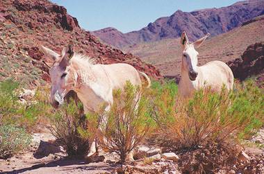 The Bureau of Land Management wants to remove and adopt out more than 500 wild burros that roam the desert near Lake Mead, nearly eliminating the wild herd. The bureau says the feral donkeys are stripping the land of vegetation and heading toward a die-off ...