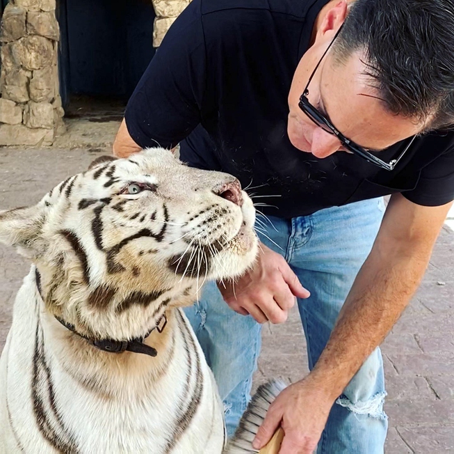 Magician Jay Owenhouse, shown with one of his tigers, to hoping to bring a magic show and tiger sanctuary to Las Vegas.