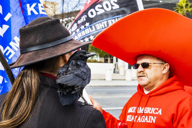 Morrigan, a crow, sits on the shoulder of his owner Crowman17 during a "Stop the Steal" protest and car parade in front of the Lloyd D George Courthouse in downtown Las Vegas Wed., Jan. 6, 2021. YASMINA CHAVEZ