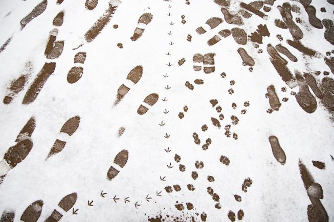 A variety of footprints are seen in the snow at Centennial Hills Park in northwest Las Vegas Tuesday, Jan. 26, 2021. Las Vegas saw up to 3 inches in Summerlin following two days of wet and cold weather. YASMINA CHAVEZ
