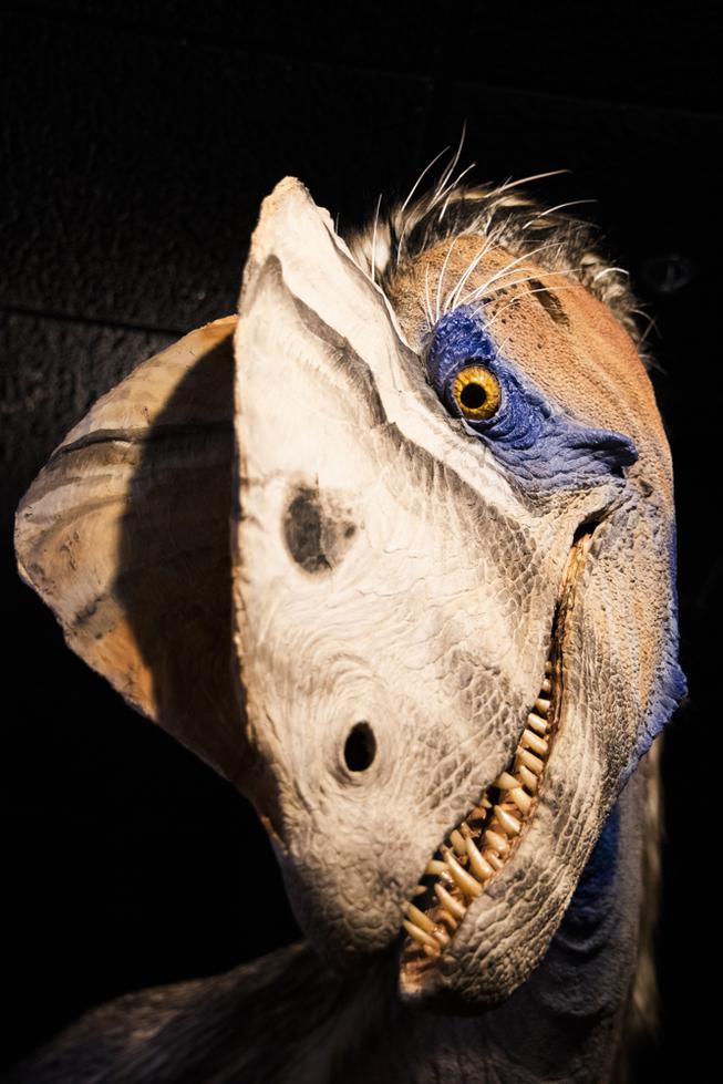 A new, life-size Dilophosaurus exhibit arrives at the Las Vegas Natural History Museum created by Paleo artist Brian Engh Friday, April 29, 2021. The exhibit's dilophosaurus is based on the largest specimen, which was found in Northern Arizona, and is one of four new exhibits at the Museum. YASMINA CHAVEZ