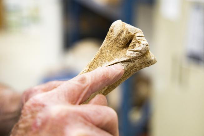 Resident paleontologist Dr. Stephen Rowland points to manmade markings on a bison bone at the Las Vegas Natural History Museum Friday, April 29, 2021. The bone was found in Carson City at a location believed to be an ancient Native American butchering site. YASMINA CHAVEZ