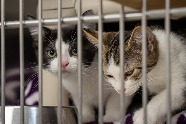 The Animal Foundation