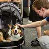 Dylan, a 10-year-old Cardigan Welsh Corgi therapy dog with Pet Partners of Las Vegas is among a few dogs that came to visit with students at UNLV's William S Boyd School of Law Tuesday, Sept. 13, 2022.