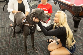 Luci, a 2-year-old Great Dane therapy dog with Pet Partners of Las Vegas is among a few dogs that came to visit with students at UNLV's William S Boyd School of Law Tuesday, Sept. 13, 2022.