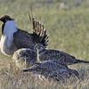 In this March 1, 2010, file photo, from the U.S. Fish and Wildlife Service, a bi-state sage grouse, rear, struts for a female at a lek, or mating ground, near Bridgeport, Calif.