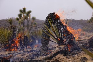Remains of the York fire burn a Joshua tree at Walking Box Ranch in Searchlight, Nevada Monday, July 31, 2023.