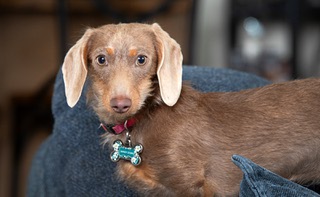 Sandy, one of James Sterns dachshunds, poses at Sterns home in Las Vegas Thursday, Dec. 21, 2023. Stern, a former FBI agent and former global security chief for Wynn Resorts, writes childrens books about the adventures of his dogs.