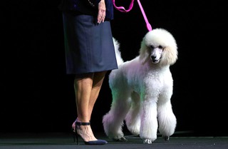 FiFi, a Fountainebleau Las Vegas mascot, arrives with Mary Beth Sewald, president and CEO of the Vegas Chamber, during Preview Las Vegas at the Fontainebleau Wednesday, Jan. 24, 2024.