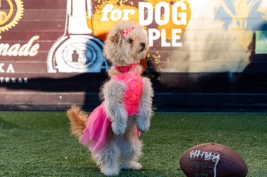 The Raiders aren’t playing Feb. 11 in the Super Bowl at Allegiant Stadium, but one fluffy Las Vegas resident will be representing the city in an annual event for dog enthusiasts ahead of the big game.