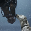 This photo provided by Anheuser-Busch shows the Budweiser 2024 Super Bowl NFL football spot. The perennial Super Bowl advertiser is bringing back fan favorites the Clydesdales and a Labrador, in a nod to previous commercials that aired during advertising's biggest night. Ahead of Super Bowl 58, some advertisers are releasing ads early in the hope of capitalizing on the buzz leading up to the game. 

