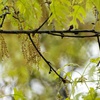 An oak tree with new leaf growth also shows pollen and a drop of water hanging among the branches at a park in Richardson, Texas, Thursday, March 21, 2024.