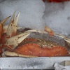 Fresh Dungeness crabs are displayed at Fisherman's Wharf in San Francisco, Tuesday, Jan. 23, 2024. The commercial Dungeness crab season in California will be curtailed to protect humpback whales from becoming entangled in trap and buoy lines, officials announced Thursday, March 28, 2024. 


