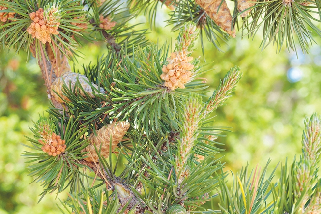 Pine trees are among the big pollen contributors in the Las Vegas area.