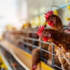 Avian influenza outbreaks among poultry flocks in Michigan and Texas are in the news. Closer to home, the most recent bird flu outbreak in Nevada occurred in 2022 in Nye County. The Southern Nevada Health District says it stands ready to act if an outbreak is reported in Clark County.